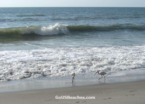 Birds searching for food in Atlantic Ocean Waves - Cocoa Beach, Florida 