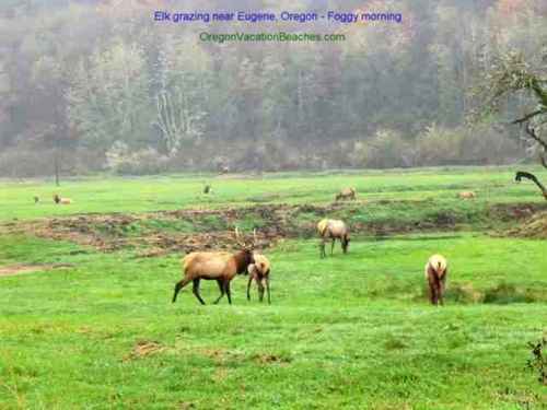 Elk grazing in a foggy meadow on day trip to Sisters Oregon