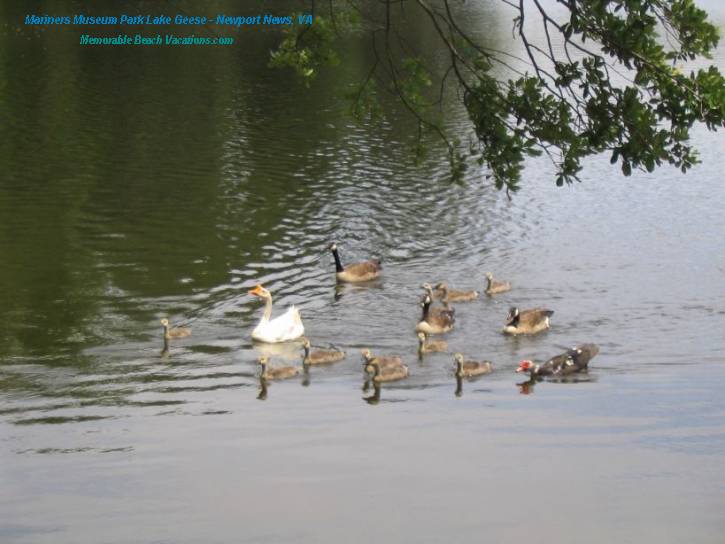 Mariners Museum Park Lake Geese - Virginia Vacation Beach Screensavers Pg