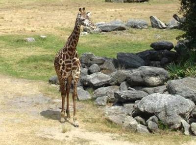 Giraffe in African Section natural habitat